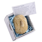Mosasaur Tooth Fossil Gift Boxed with Information Card (SINGLE UNIT)