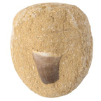 Mosasaur Tooth Fossil Gift Boxed with Information Card (SINGLE UNIT)