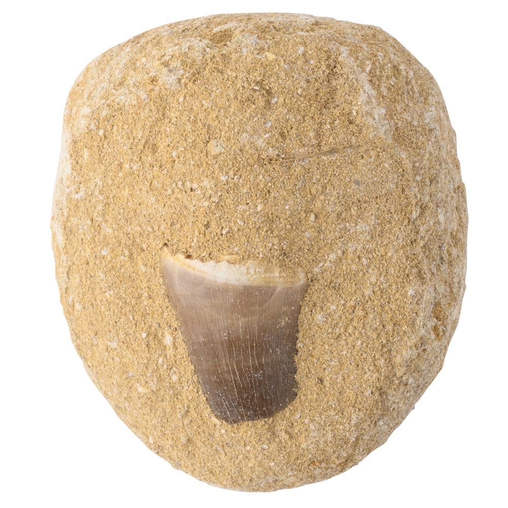 Mosasaur Tooth Fossil Gift Boxed with Information Card (SINGLE UNIT)