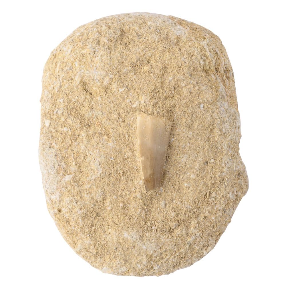 Mosasaur Tooth Fossil Gift Boxed with Information Card (SINGLE UNIT)